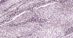 ERAB Antibody in Immunohistochemistry (Paraffin) (IHC (P))