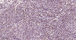 ERAB Antibody in Immunohistochemistry (Paraffin) (IHC (P))