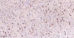 ERAB Antibody in Immunohistochemistry (Paraffin) (IHC (P))
