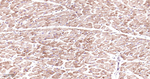 ERAB Antibody in Immunohistochemistry (Paraffin) (IHC (P))