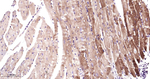 ERAB Antibody in Immunohistochemistry (Paraffin) (IHC (P))