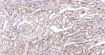 ERAB Antibody in Immunohistochemistry (Paraffin) (IHC (P))