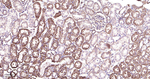 ERAB Antibody in Immunohistochemistry (Paraffin) (IHC (P))