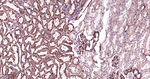 ERAB Antibody in Immunohistochemistry (Paraffin) (IHC (P))