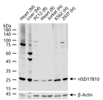 ERAB Antibody in Western Blot (WB)