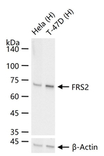 FRS2 Recombinant Rabbit Monoclonal Antibody (5C3)