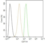 CDT1 Antibody in Flow Cytometry (Flow)
