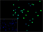 CDT1 Recombinant Rabbit Monoclonal Antibody (9H6)