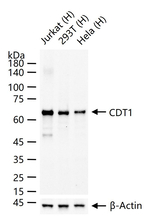 CDT1 Antibody in Western Blot (WB)