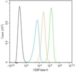 C/EBP beta Antibody in Flow Cytometry (Flow)