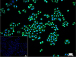 C/EBP beta Recombinant Rabbit Monoclonal Antibody (16G3)