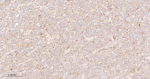 ITK Antibody in Immunohistochemistry (Paraffin) (IHC (P))