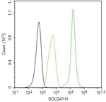 Golgin-97 Antibody in Flow Cytometry (Flow)