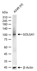 Golgin-97 Recombinant Rabbit Monoclonal Antibody (9G9)