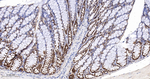 PDCD4 Antibody in Immunohistochemistry (Paraffin) (IHC (P))