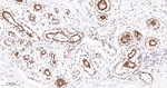 PDCD4 Antibody in Immunohistochemistry (Paraffin) (IHC (P))