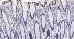 PDCD4 Antibody in Immunohistochemistry (Paraffin) (IHC (P))