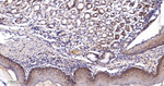 PDCD4 Antibody in Immunohistochemistry (Paraffin) (IHC (P))