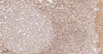 PDCD4 Antibody in Immunohistochemistry (Paraffin) (IHC (P))