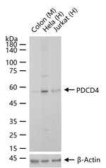 PDCD4 Antibody in Western Blot (WB)