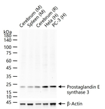 p23 Antibody in Western Blot (WB)