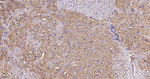 SPTAN1 Recombinant Rabbit Monoclonal Antibody (3D1)