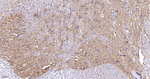 SPTAN1 Antibody in Immunohistochemistry (Paraffin) (IHC (P))