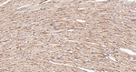 SPTAN1 Antibody in Immunohistochemistry (Paraffin) (IHC (P))