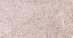 SPTAN1 Antibody in Immunohistochemistry (Paraffin) (IHC (P))