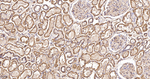 SPTAN1 Antibody in Immunohistochemistry (Paraffin) (IHC (P))
