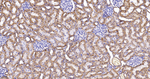 SPTAN1 Antibody in Immunohistochemistry (Paraffin) (IHC (P))