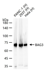 BAG3 Antibody in Western Blot (WB)