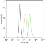 RUVBL2 Antibody in Flow Cytometry (Flow)