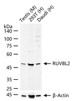 RUVBL2 Recombinant Rabbit Monoclonal Antibody (7F9)