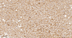 ApoC3 Recombinant Rabbit Monoclonal Antibody (8F1)