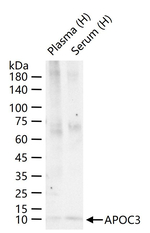 ApoC3 Antibody in Western Blot (WB)