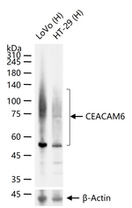 CEACAM6 Antibody in Western Blot (WB)