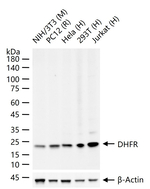 DHFR Recombinant Rabbit Monoclonal Antibody (10F7)