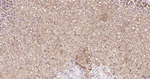 GPX4 Antibody in Immunohistochemistry (Paraffin) (IHC (P))