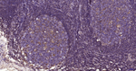 GPX4 Antibody in Immunohistochemistry (Paraffin) (IHC (P))