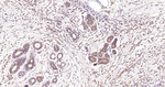 GPX4 Antibody in Immunohistochemistry (Paraffin) (IHC (P))