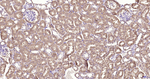 GPX4 Antibody in Immunohistochemistry (Paraffin) (IHC (P))