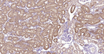 GPX4 Antibody in Immunohistochemistry (Paraffin) (IHC (P))