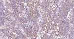 GPX4 Antibody in Immunohistochemistry (Paraffin) (IHC (P))