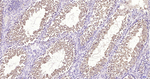 GPX4 Antibody in Immunohistochemistry (Paraffin) (IHC (P))
