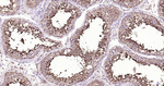 GPX4 Antibody in Immunohistochemistry (Paraffin) (IHC (P))