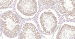 GPX4 Antibody in Immunohistochemistry (Paraffin) (IHC (P))