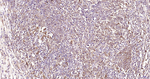 GPX4 Recombinant Rabbit Monoclonal Antibody (12H13)