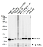 GPX4 Antibody in Western Blot (WB)