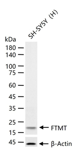 FTMT Antibody in Western Blot (WB)